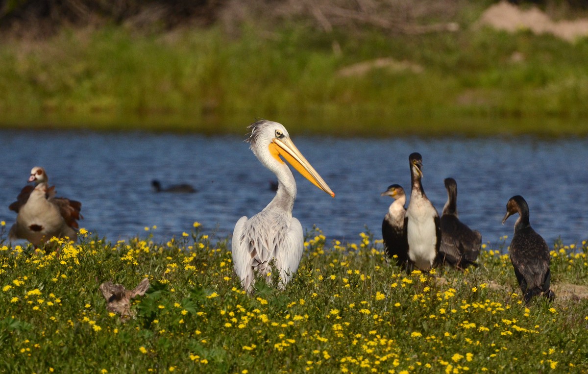 Pink-backed Pelican - ML601840141