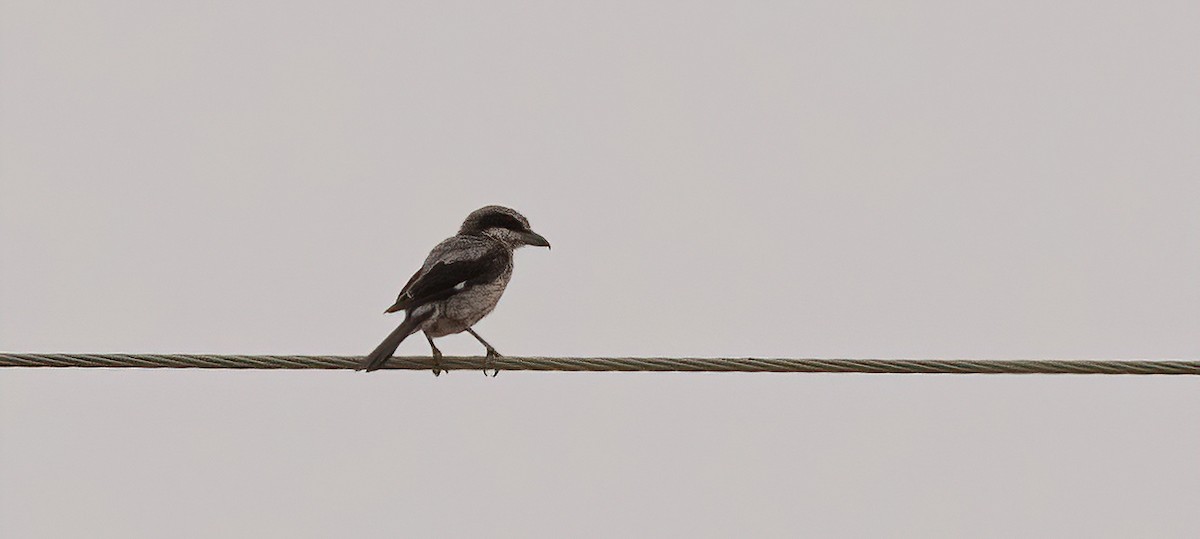 Iberian Gray Shrike - ML601844121