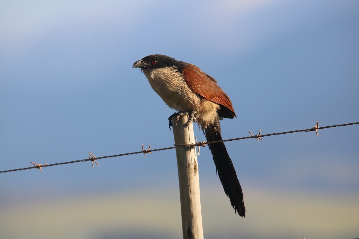 White-browed Coucal - Matthew Orolowitz