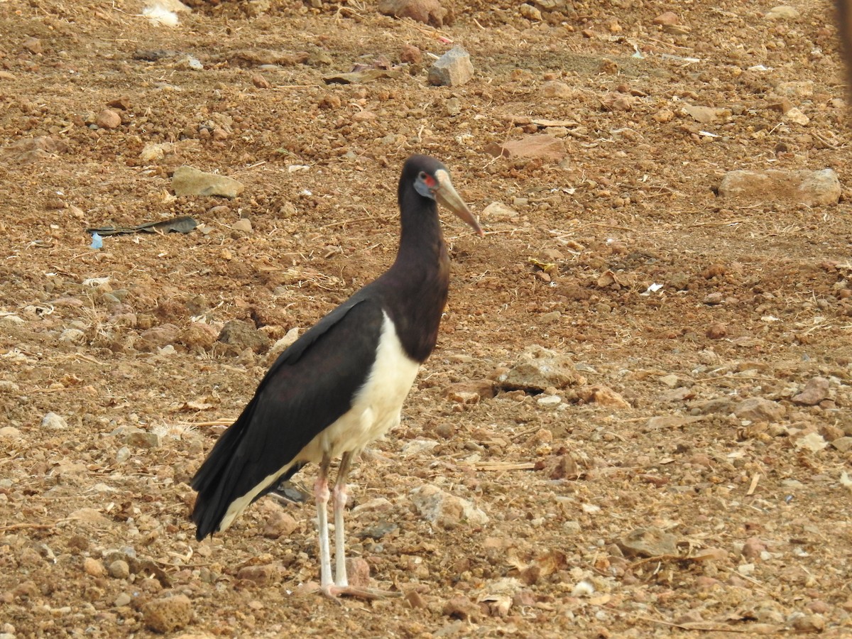 Abdim's Stork - Akash Gulalia