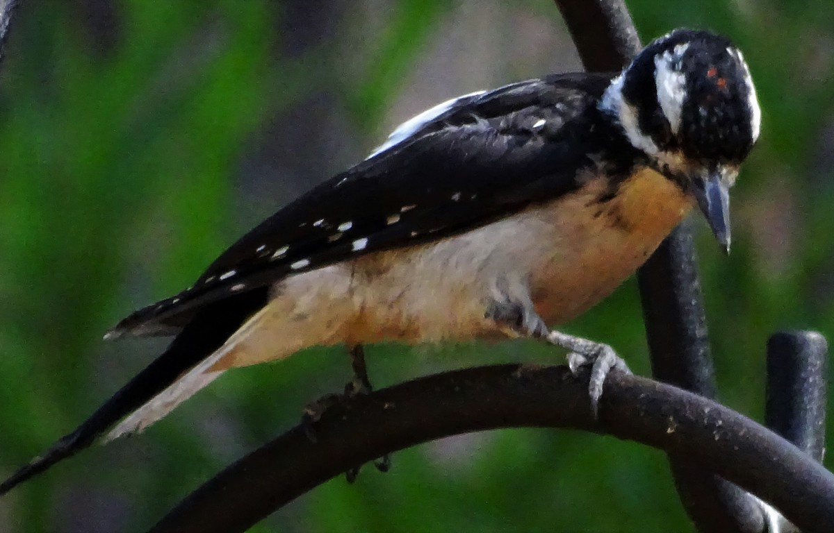 Hairy Woodpecker - ML601856181