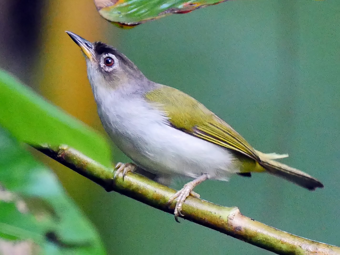 Cream-throated White-eye - Josep del Hoyo