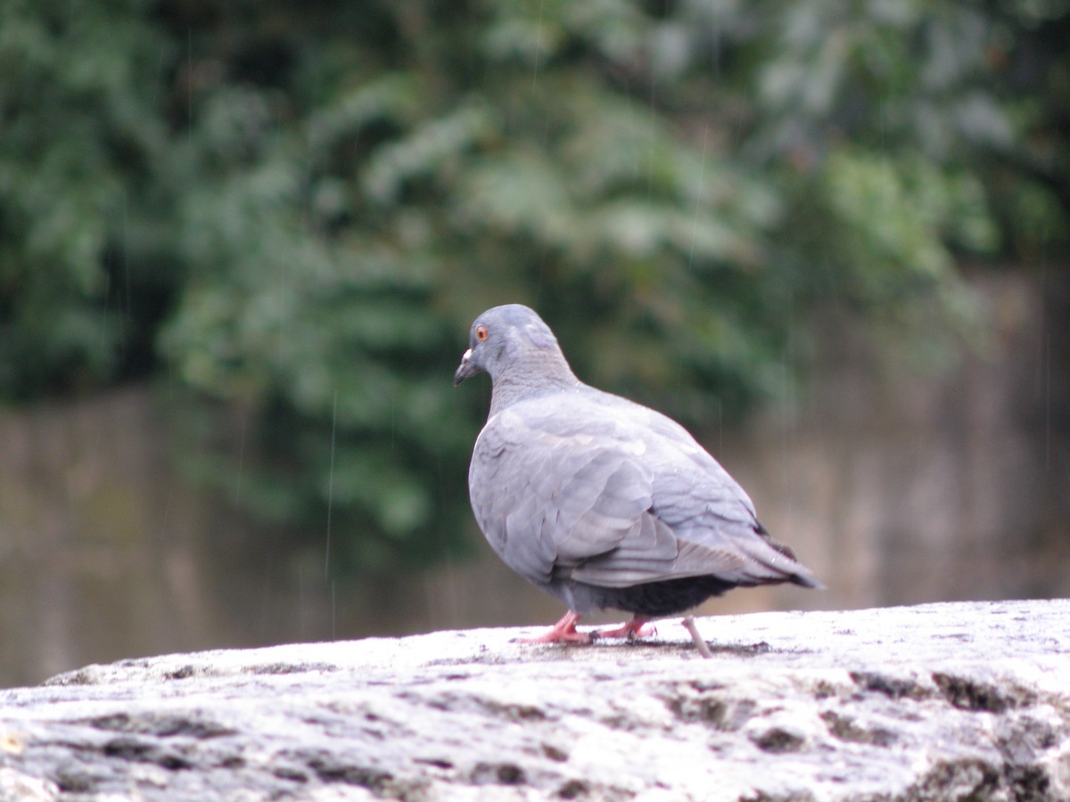 Rock Pigeon (Feral Pigeon) - ML601857641