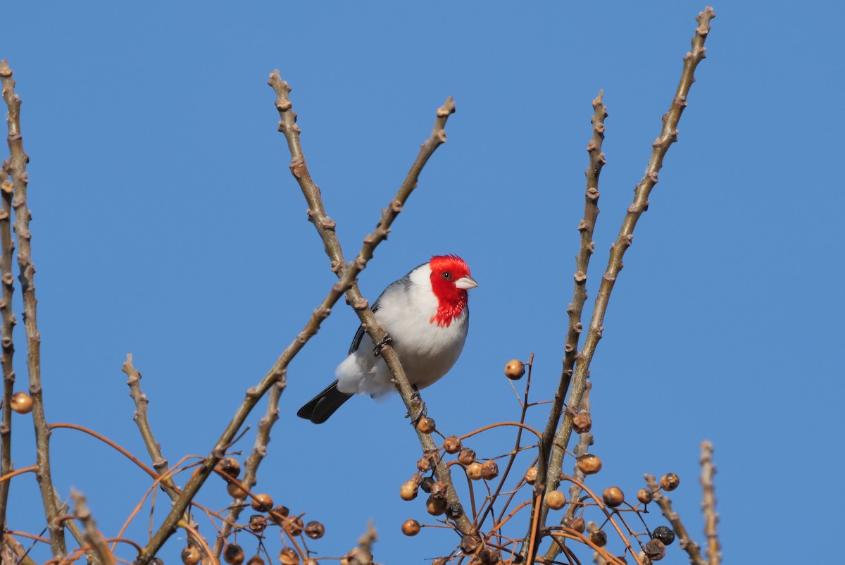 Red-crested Cardinal - ML601859711