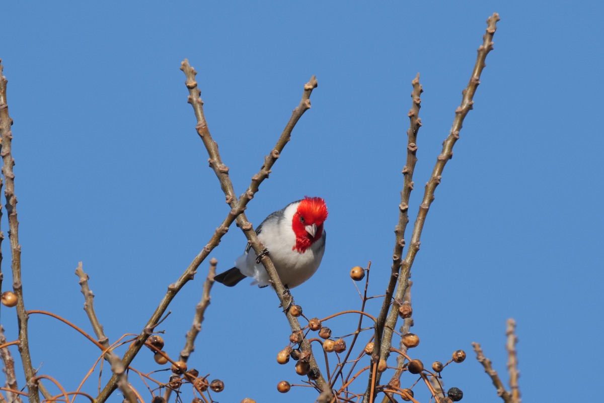 Red-crested Cardinal - ML601859721