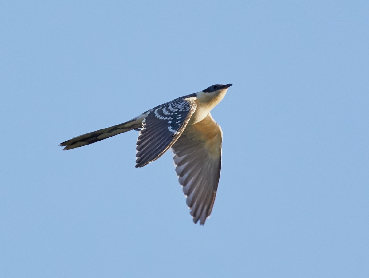 Great Spotted Cuckoo - Brooke Miller