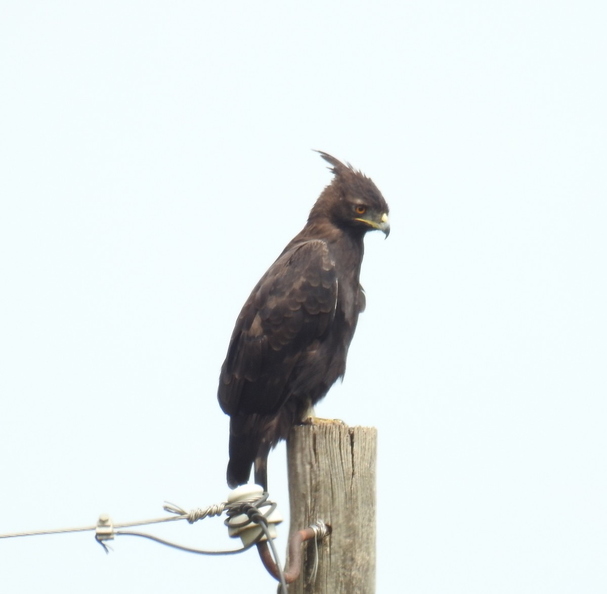Long-crested Eagle - Akash Gulalia