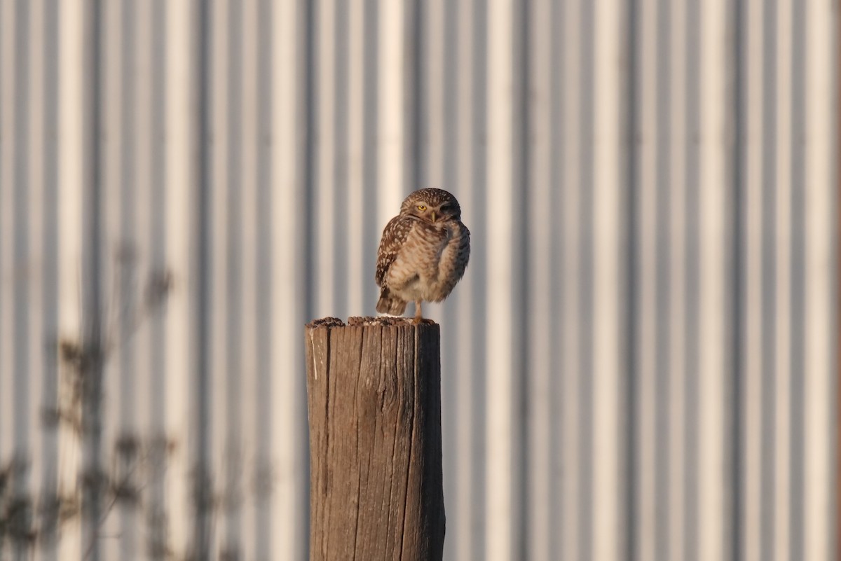 Burrowing Owl - ML601861651