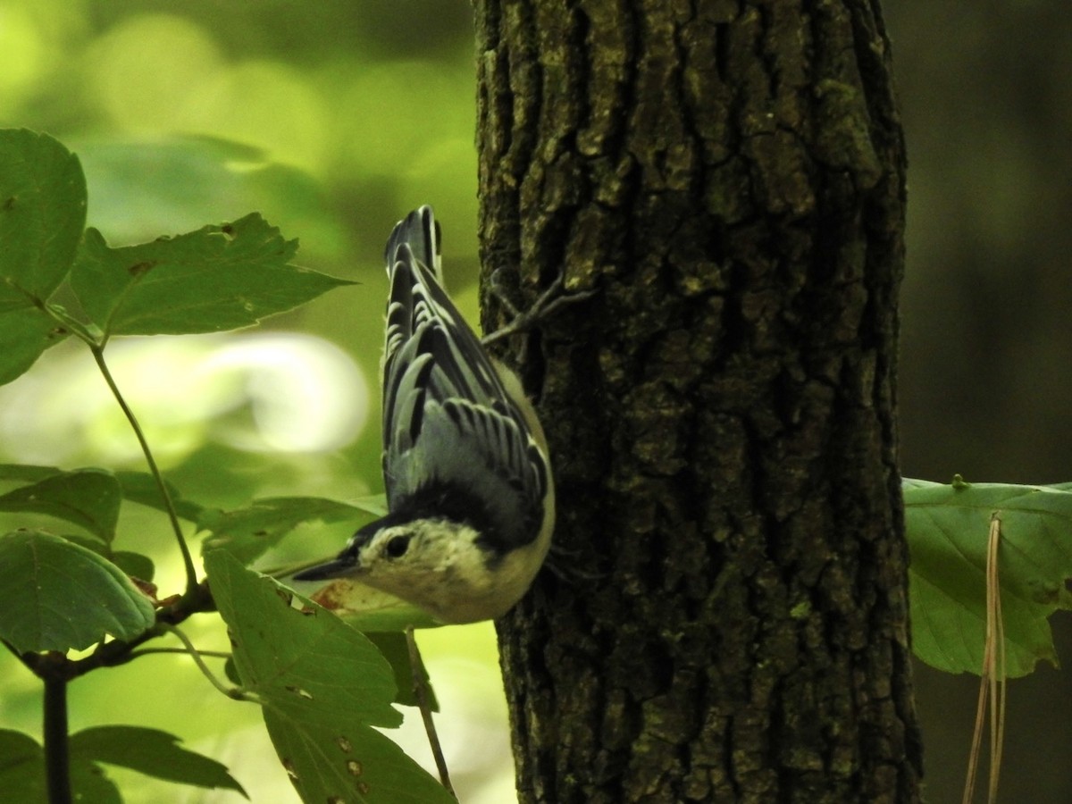 White-breasted Nuthatch - ML601864181