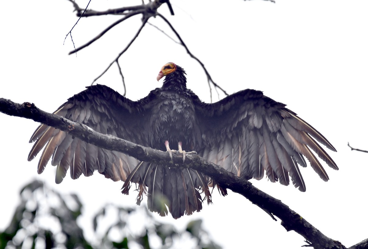 Greater Yellow-headed Vulture - ML601866121