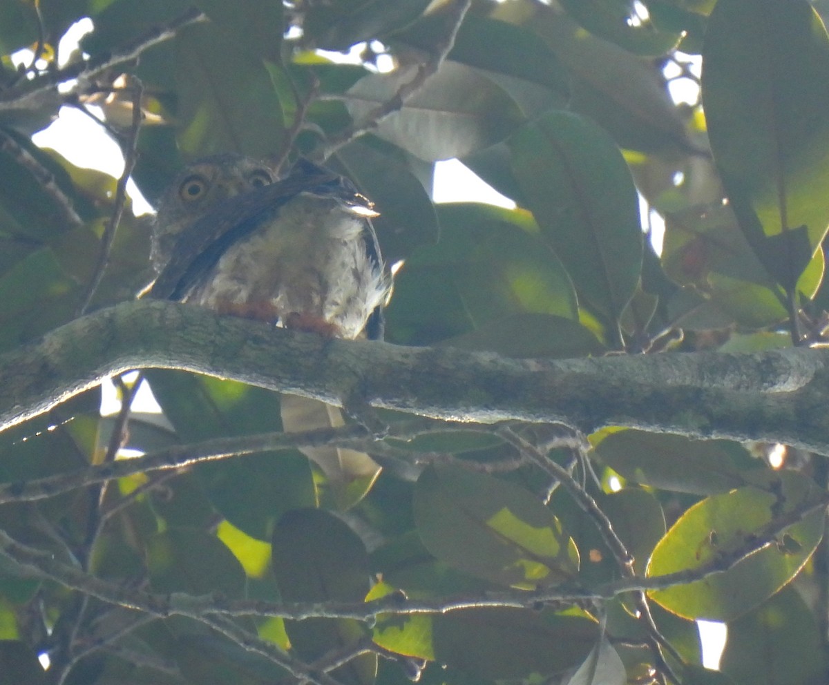 Amazonian Pygmy-Owl - ML601872271