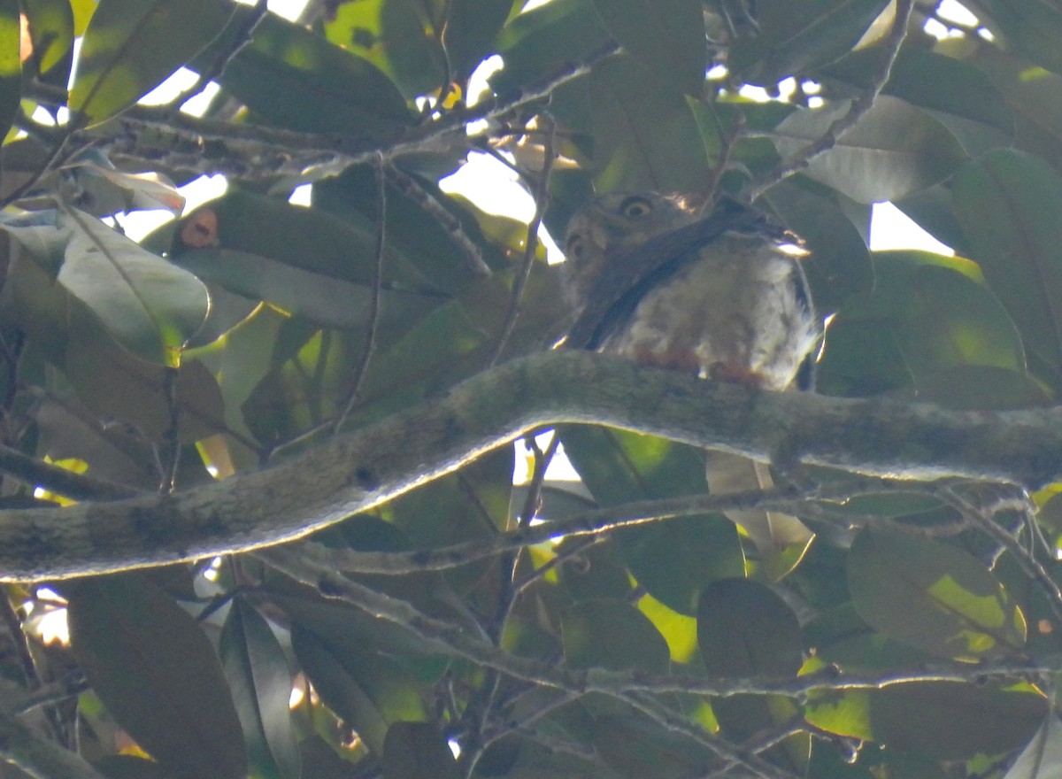 Amazonian Pygmy-Owl - ML601872281