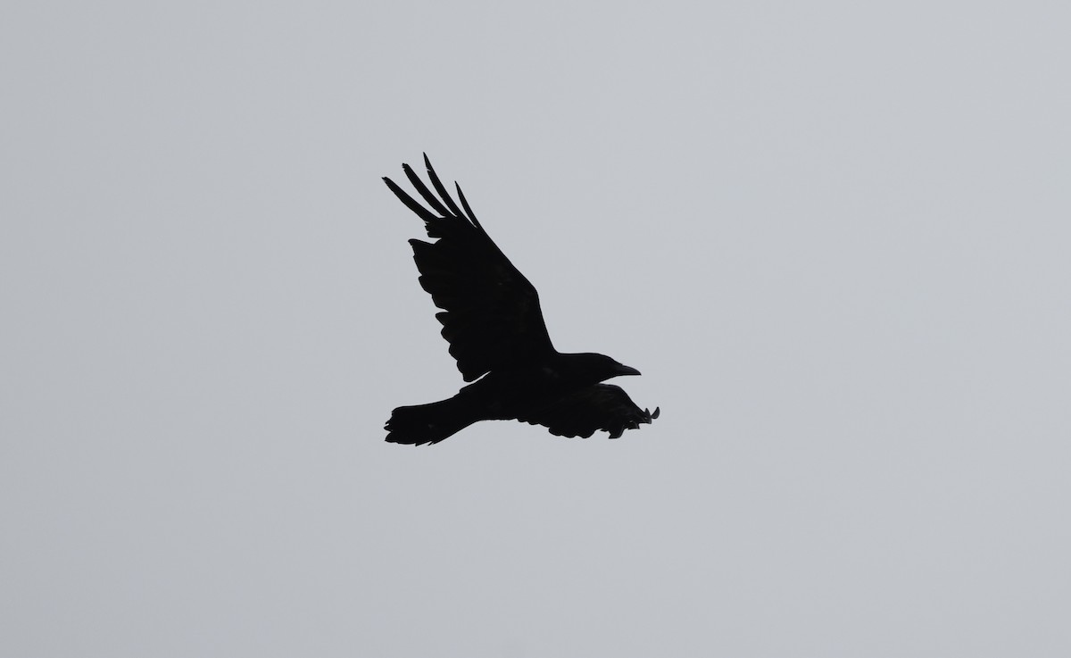 Common Raven - ML601872721