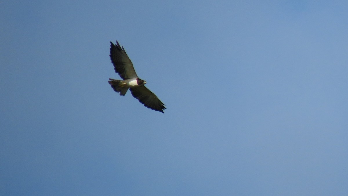 Short-tailed Hawk - ML601872921