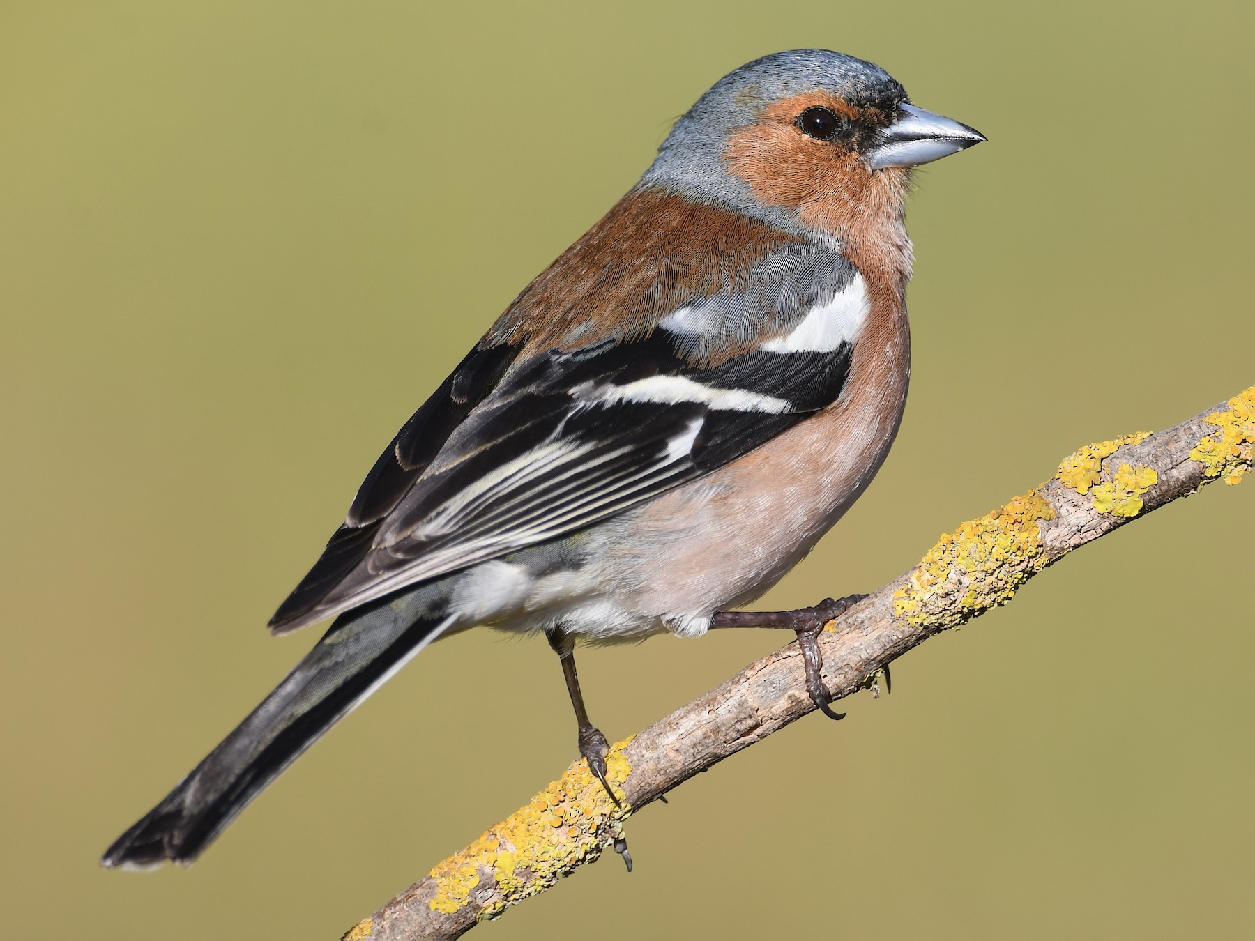 Common Chaffinch - eBird