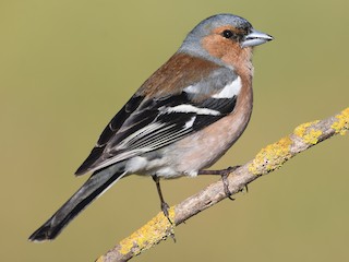 繁殖期雄鳥 - Santiago Caballero Carrera - ML601874521