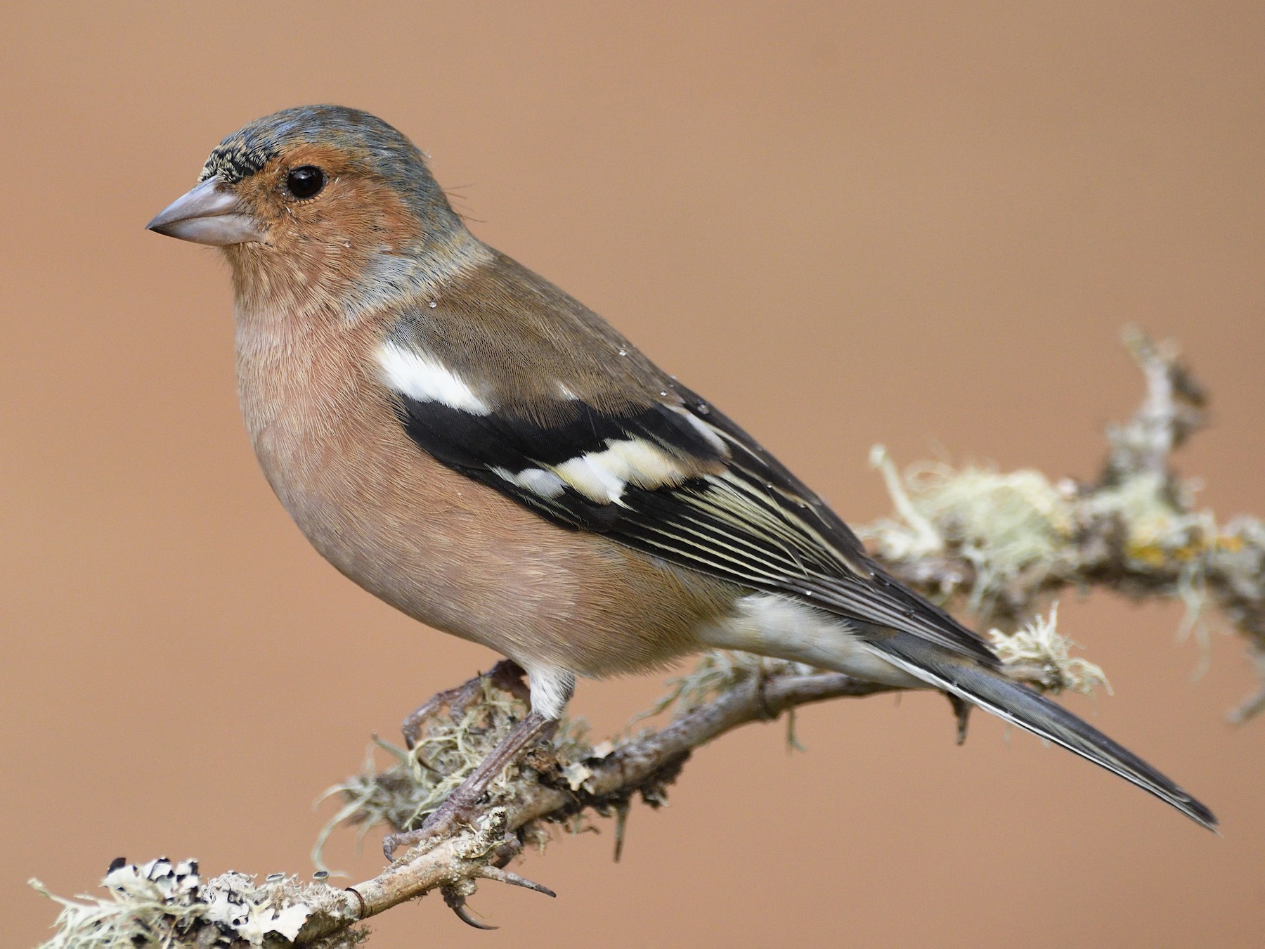 Common Chaffinch - Santiago Caballero Carrera