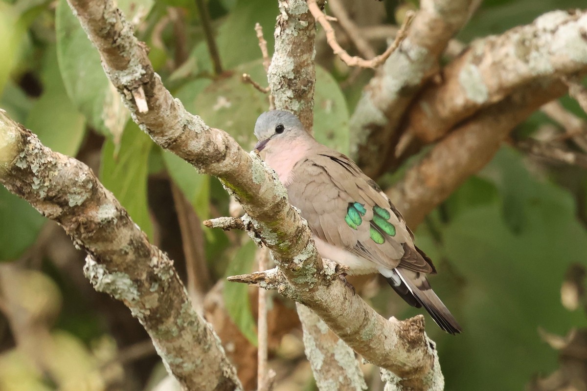 Emerald-spotted Wood-Dove - ML601876111