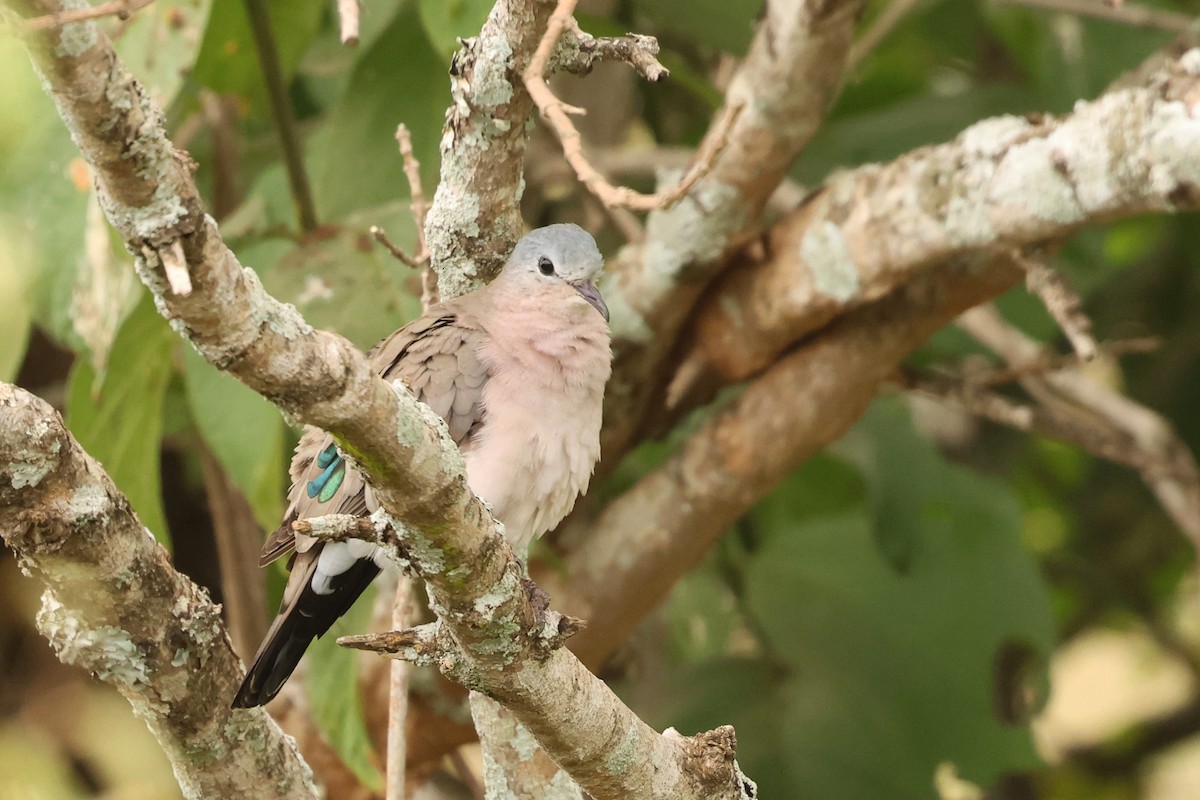 Emerald-spotted Wood-Dove - Tiago Guerreiro