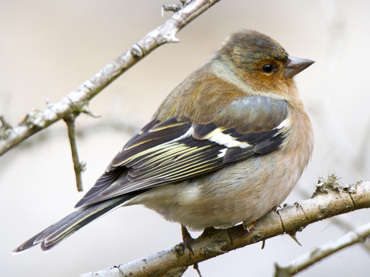 Common Chaffinch - Javier Hernández Cabello