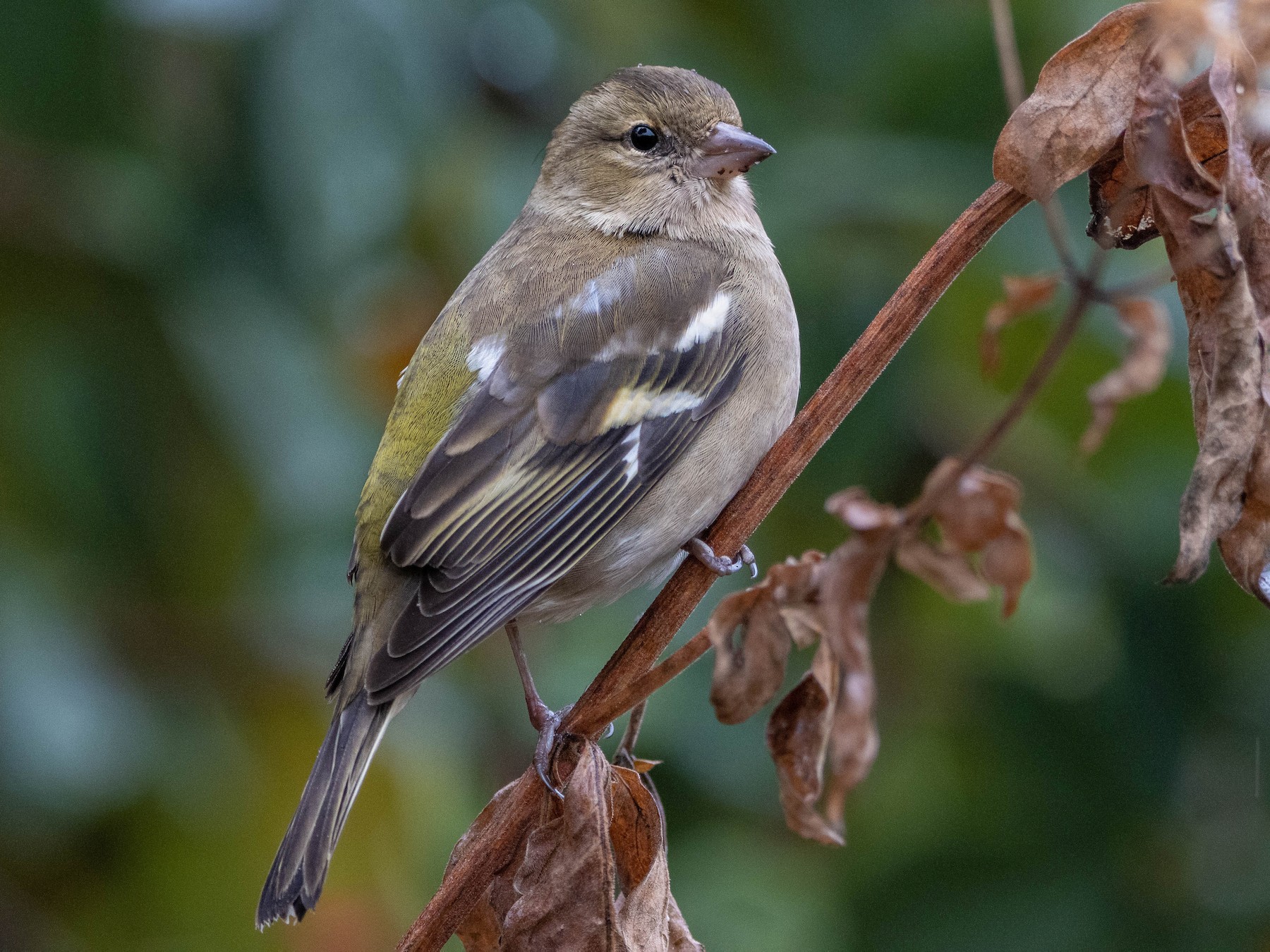 Common Chaffinch - Joseph Rowsome