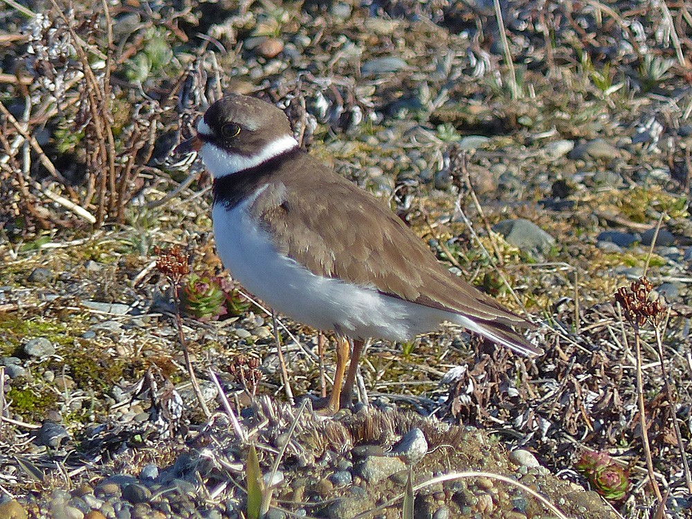 Semipalmated Plover - ML60187691