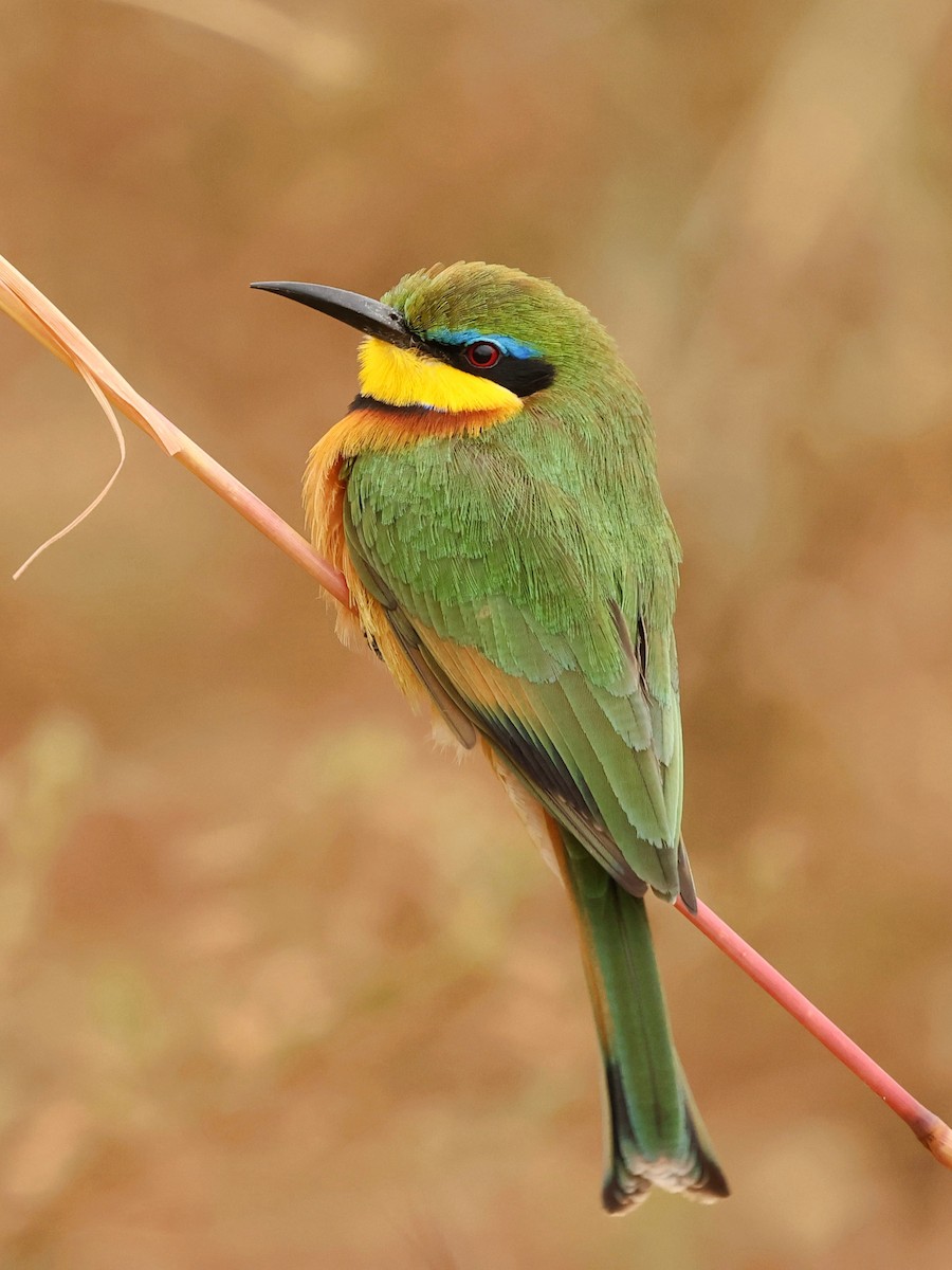 Little Bee-eater - ML601877801