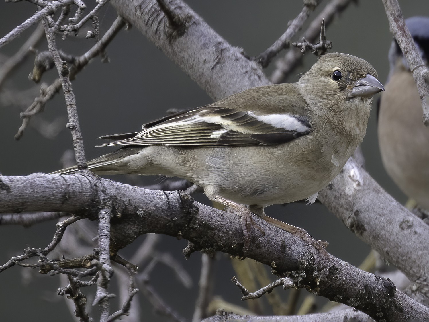 Pinzón Africano - eBird