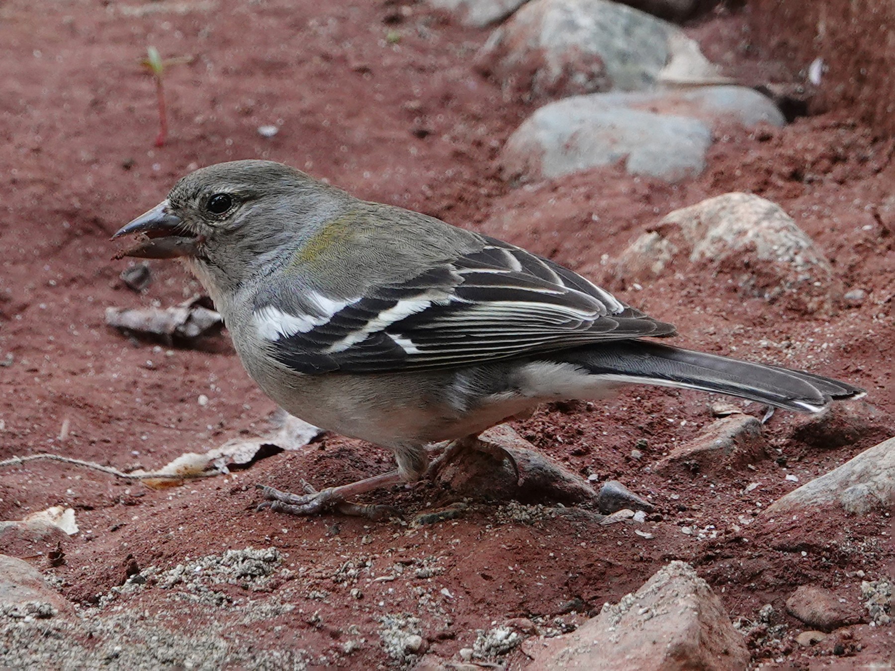Pinzón Africano - eBird