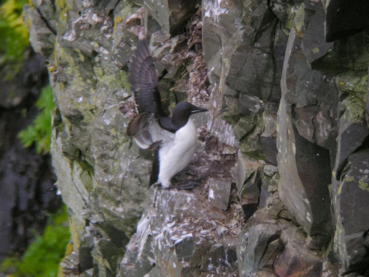 Thick-billed Murre - ML601891221
