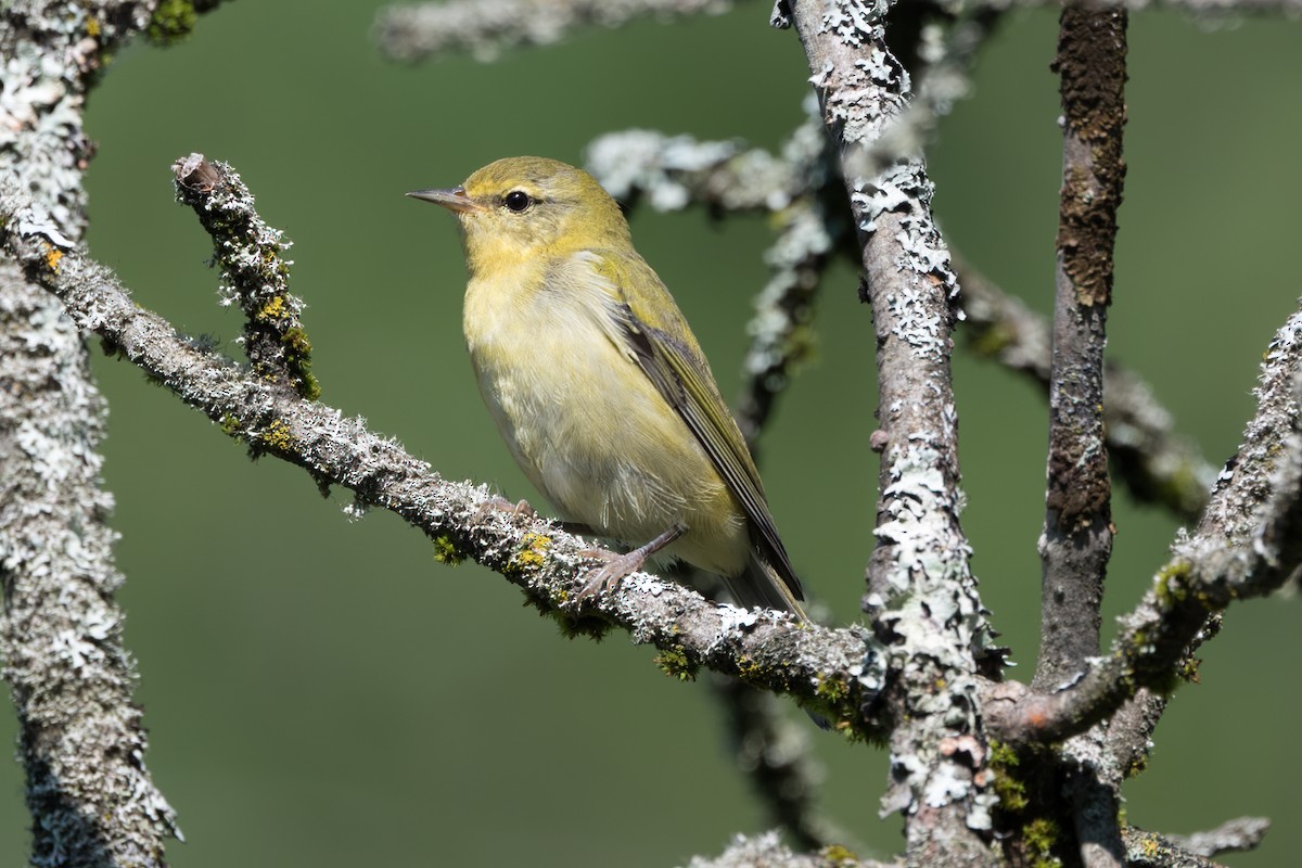 Tennessee Warbler - ML601892261