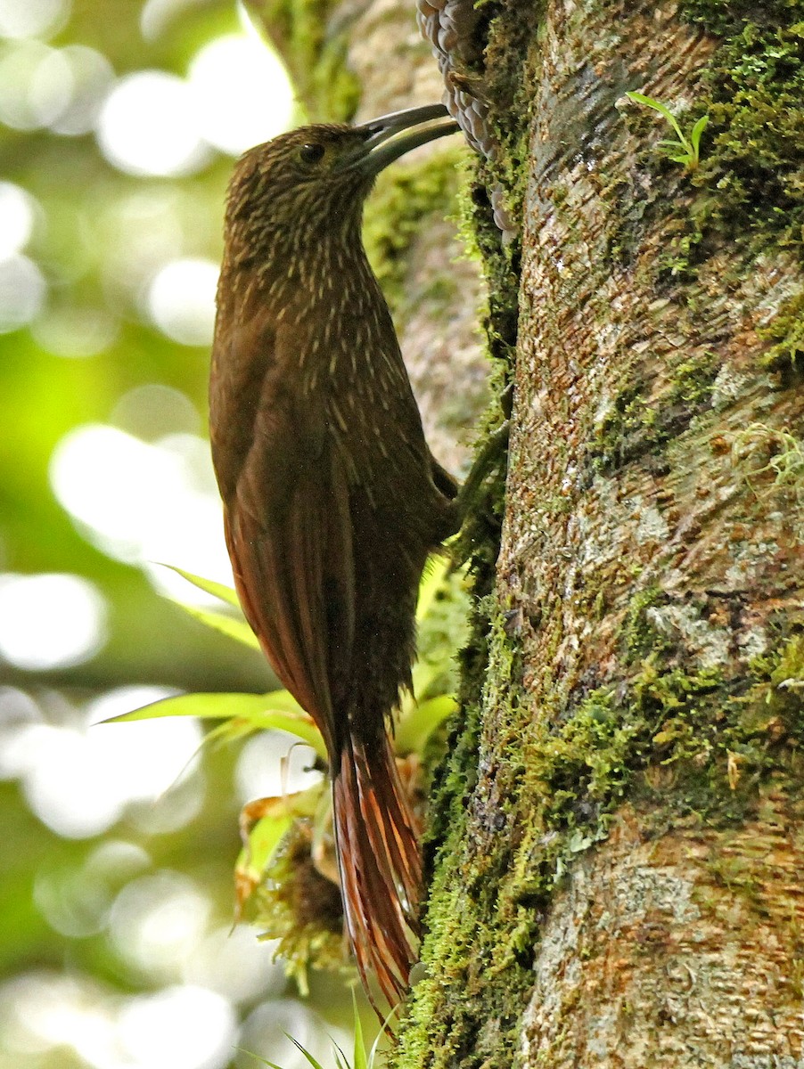 Strong-billed Woodcreeper (Andean/Northern) - ML60189241