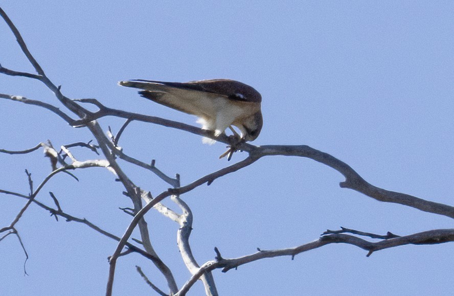 eBird Checklist 27 Jun 2023 Miva/Old Gympie Rd corner 1 species