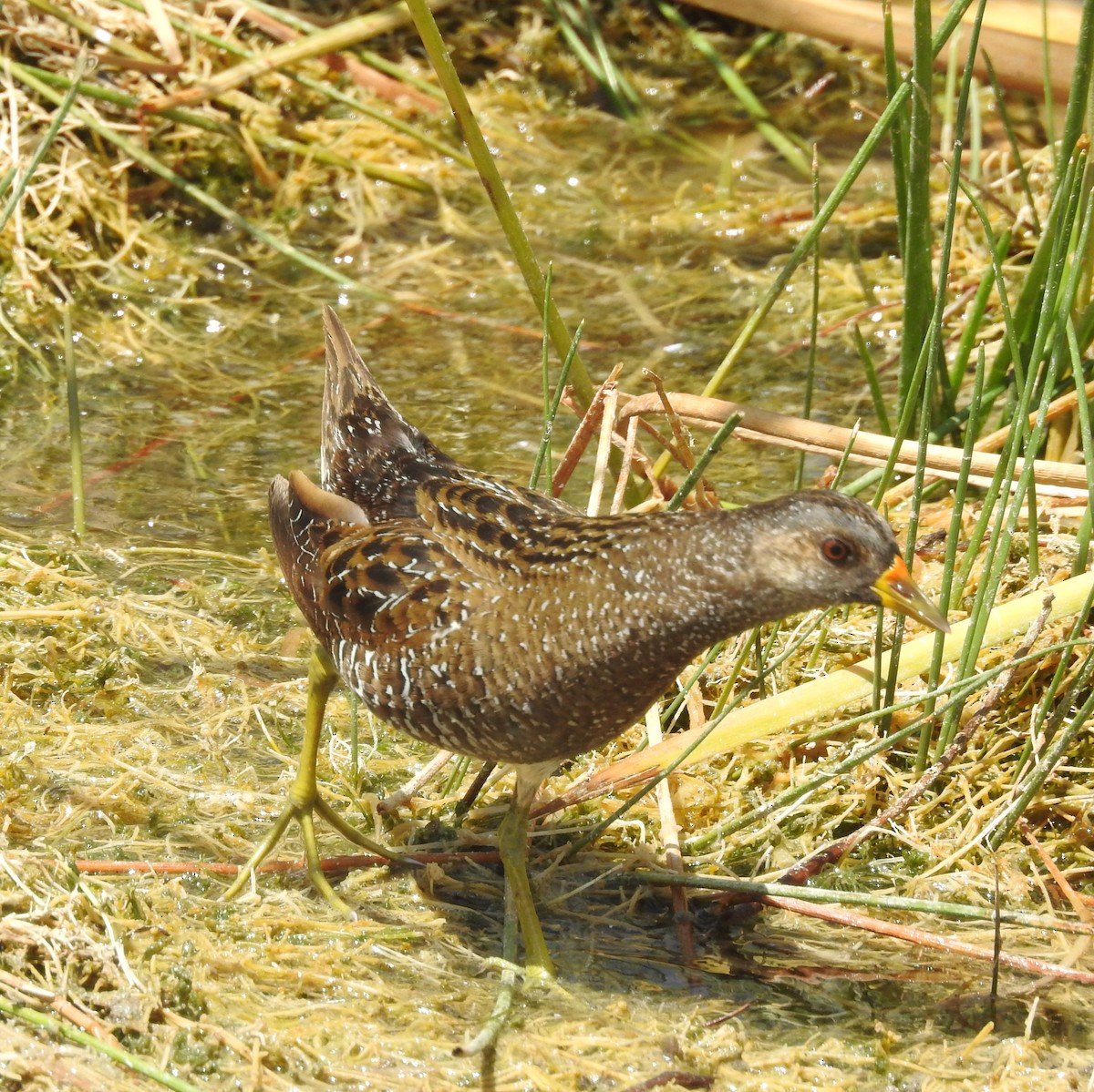 Spotted Crake - ML601893421
