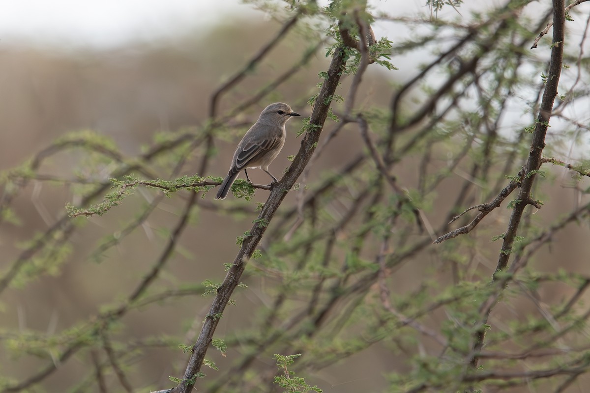 African Gray Flycatcher (African Gray) - ML601895451