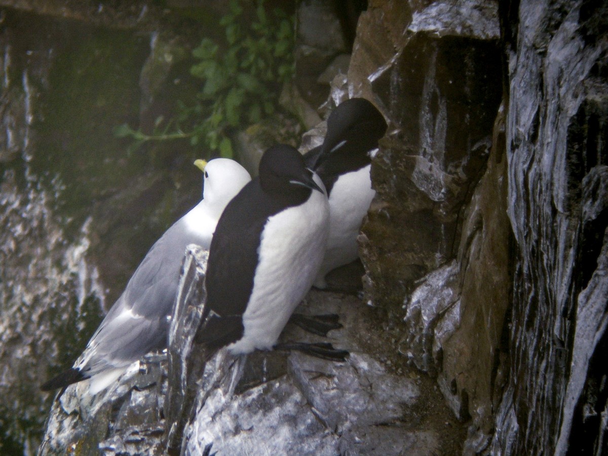 Thick-billed Murre - ML601896281