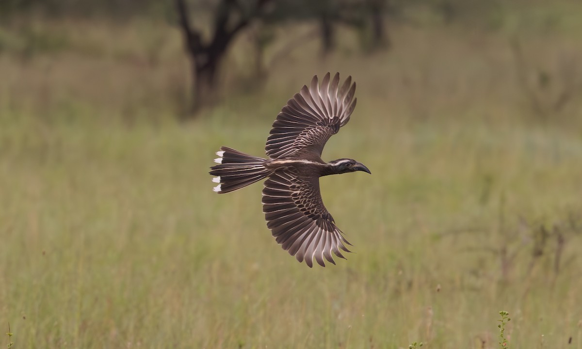 African Gray Hornbill - Steve Kelling