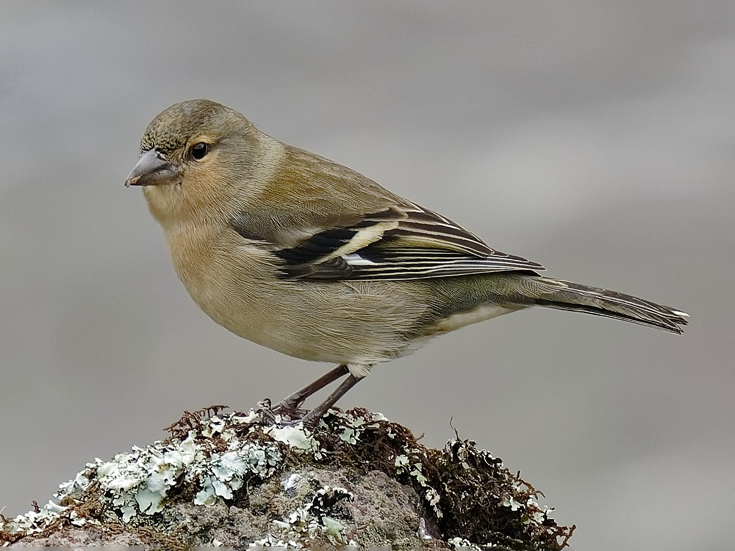 Azores Chaffinch - eBird