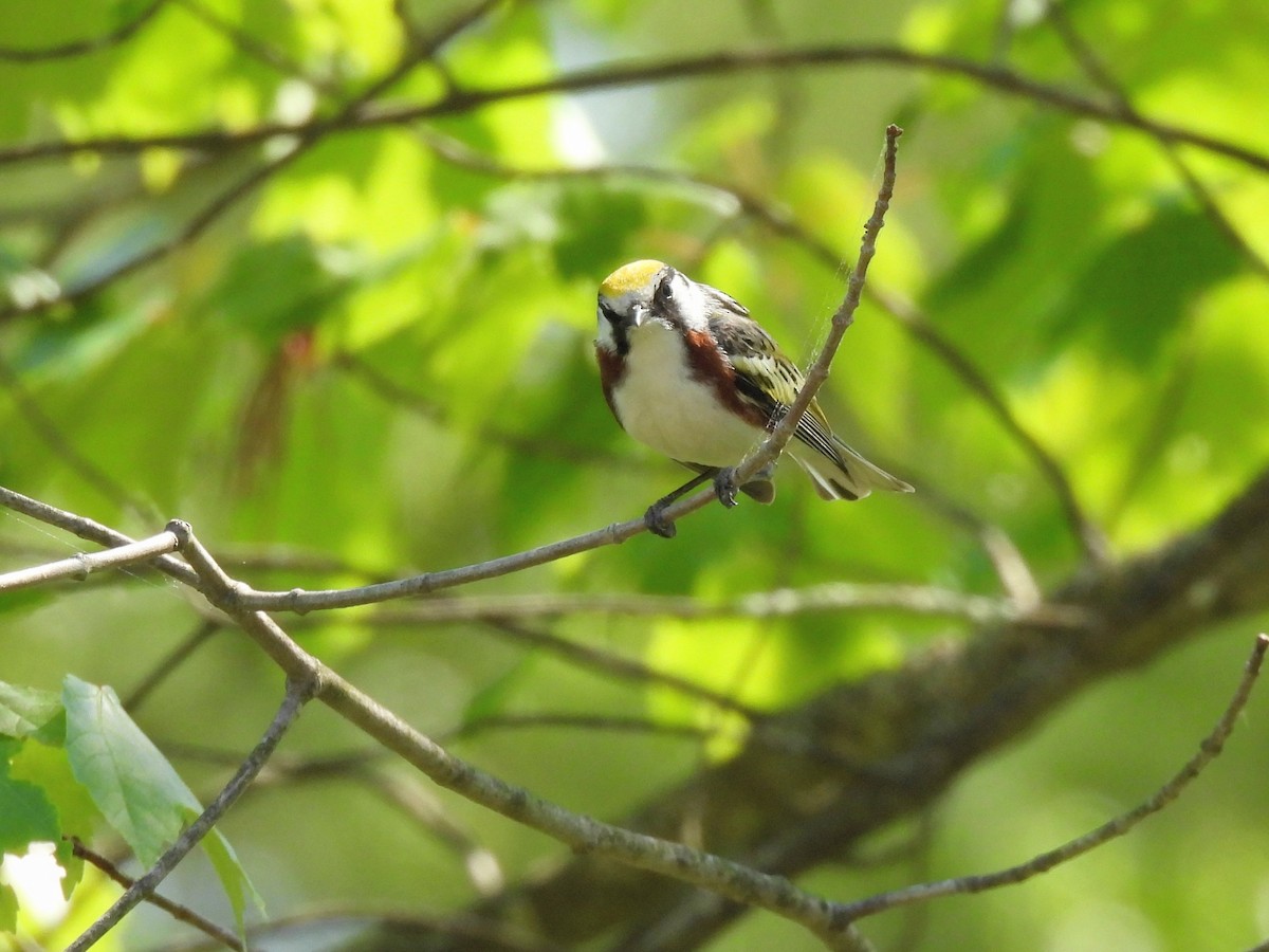 Chestnut-sided Warbler - Toby Phelps