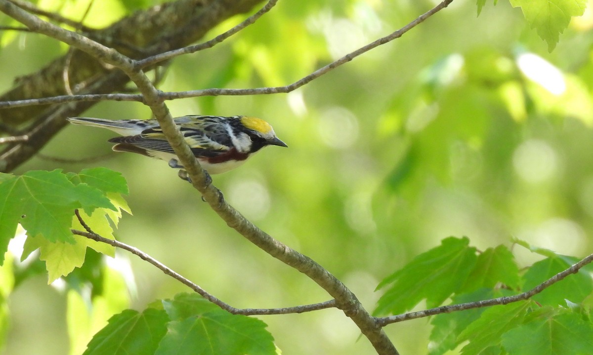 Chestnut-sided Warbler - Toby Phelps