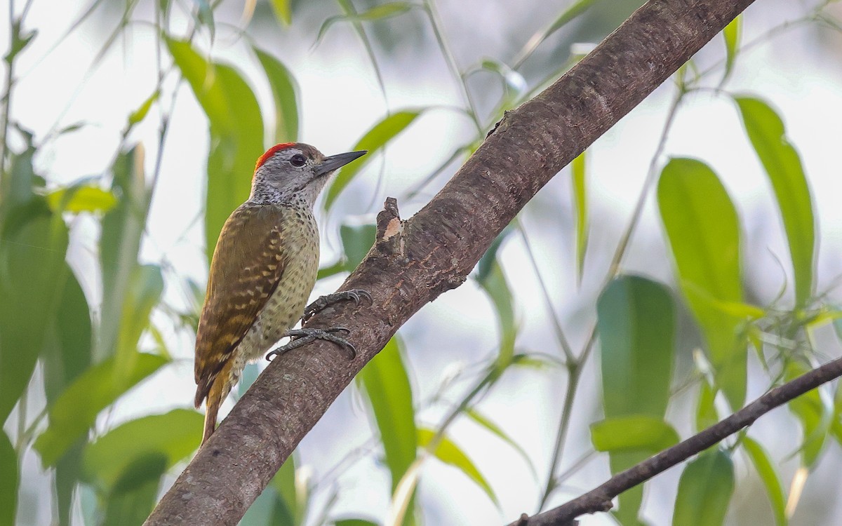 Speckle-breasted Woodpecker - ML601900421