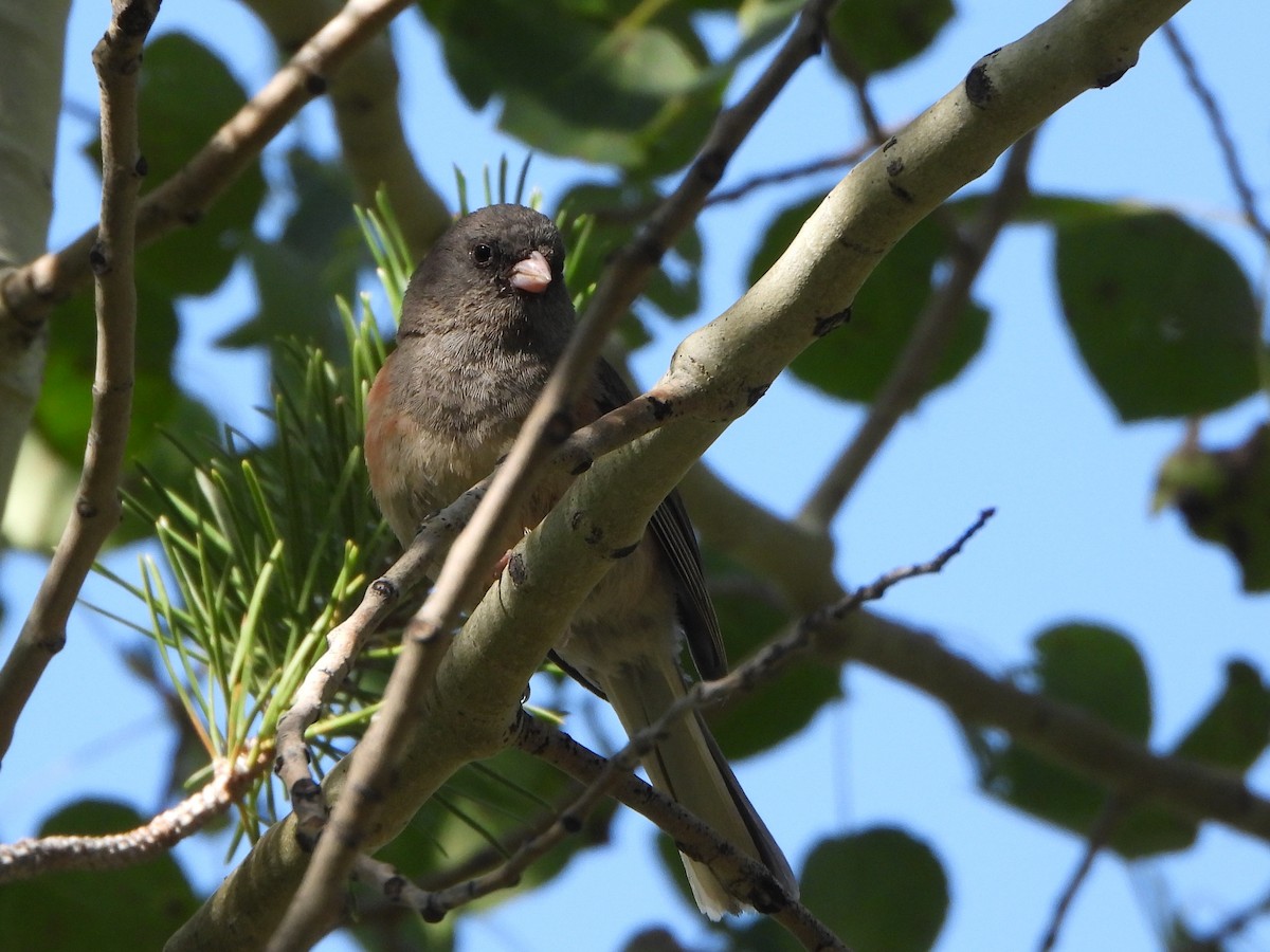 Dark-eyed Junco (Pink-sided) - ML601909211