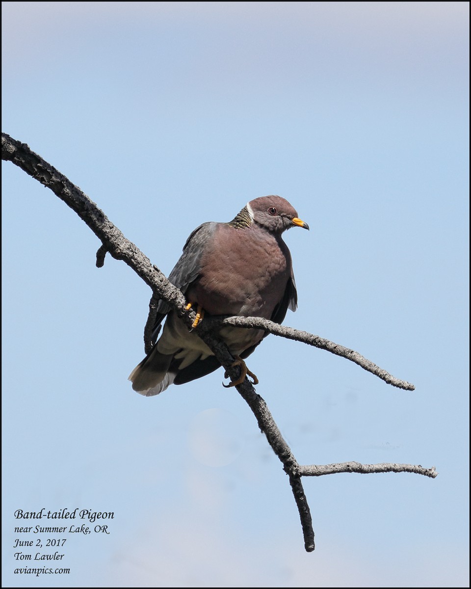 Band-tailed Pigeon - Tom Lawler