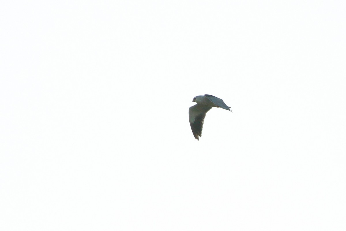 Black-winged Kite (African) - ML601909831