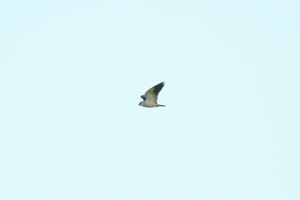 Black-winged Kite (African) - ML601909841