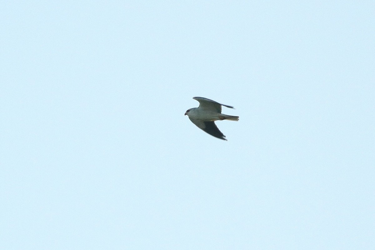 Black-winged Kite (African) - ML601909861