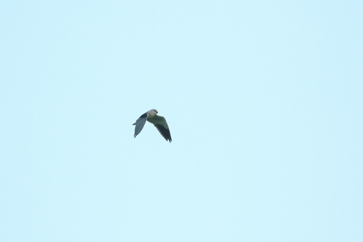 Black-winged Kite (African) - ML601909871