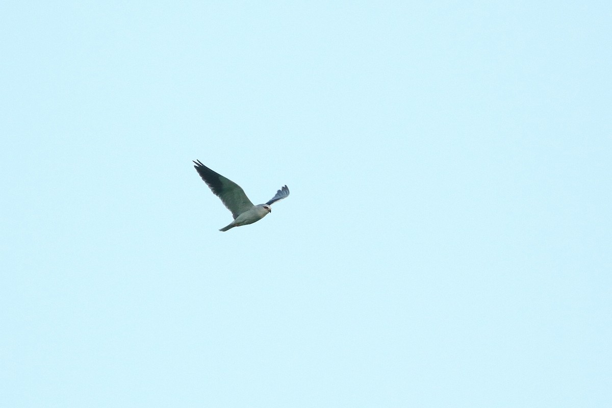 Black-winged Kite (African) - ML601909881
