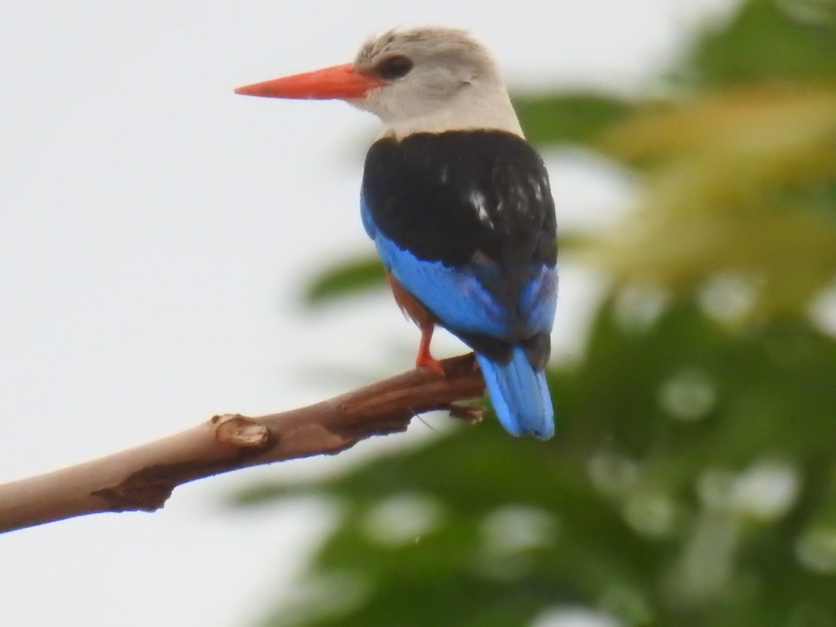 Gray-headed Kingfisher - Akash Gulalia