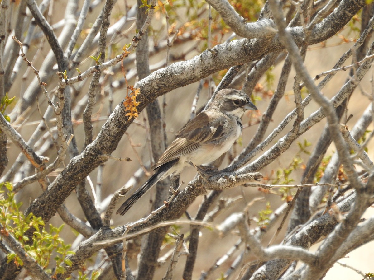 Black-throated Sparrow - ML601920231